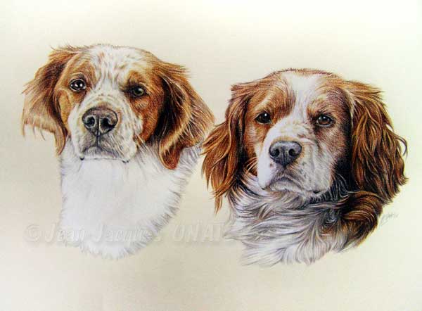 Tableau de chiens de race pagnuel breton.